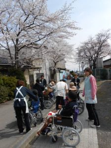2013（平成25）年　4月　桜を観に、お散歩に行って来ました。