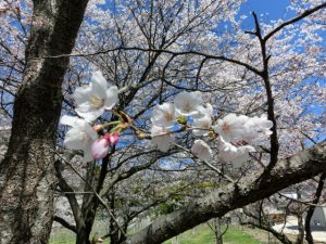 2019年（平成31年）4月のお花見のご様子です。