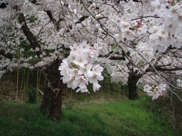 2012/4/23　お花見　桜　1095
