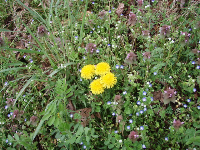 2012/4/23　お花見　たんぽぽ　1096