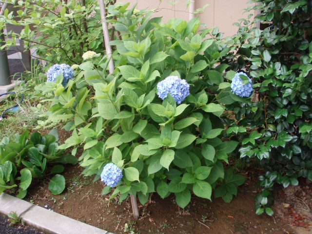 7月2日 あじさい1118