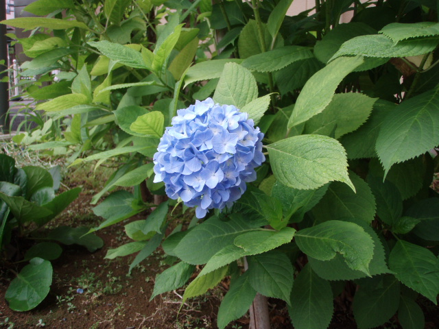 7月2日　あじさい1119