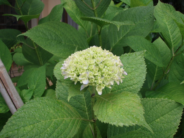 7月2日 あじさい1120