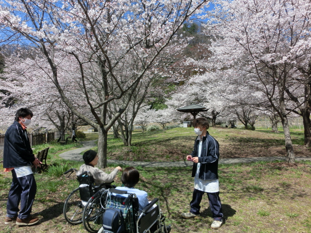 平成31年4月お花見①