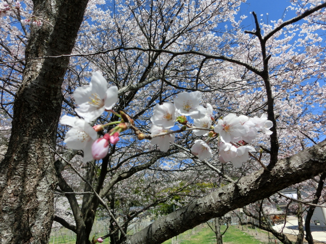 平成31年4月お花見③